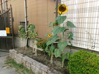 190_1453.jpg