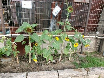 190_1455.jpg