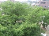 セミの声.jpg