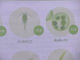 11小さな生き物.jpg