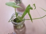 ２クワイ芽が出た.jpg