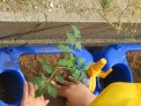 ミニトマト植える優しく.jpg