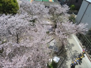 桜満開.jpg