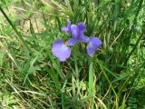 IMG_7554.jpg