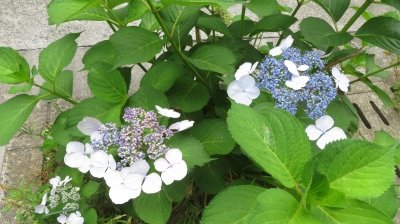 IMG_8498.jpg