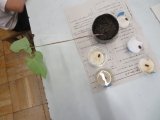 理科の種2.jpg