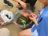 くわい植え付け手のひら.jpg