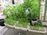 00稲もクワイもうれしそう1.jpg