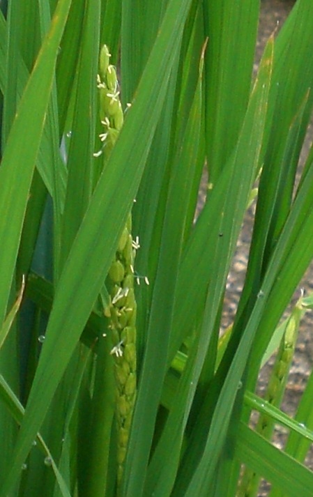 稲の花1.jpg