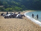 P1120109.jpg