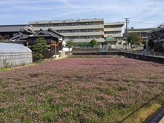 れんげ5.jpg