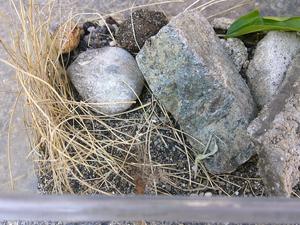 DSCF0157.JPG
