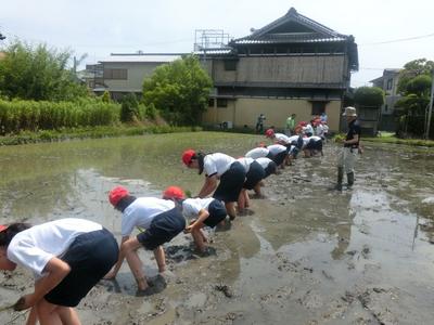 5年田植え4.JPG