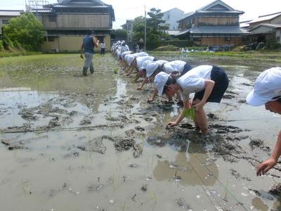 5年田植え6.JPG