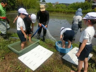 5年田植え7.JPG