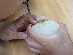 IMG_1937.jpg