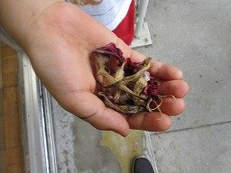 IMG_8628.jpg