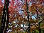 紅葉.jpg