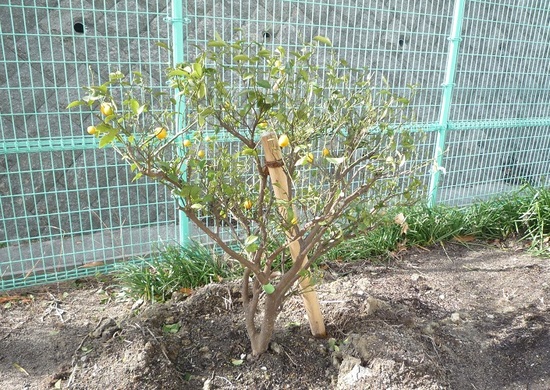 金柑の木