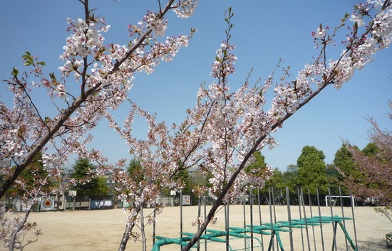 運動場の桜