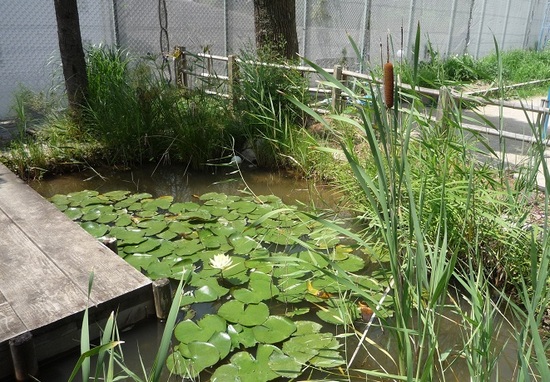 自然の池