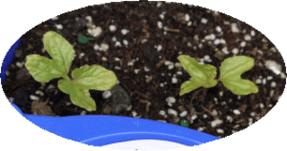 image10.gif
