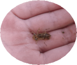 image22.gif