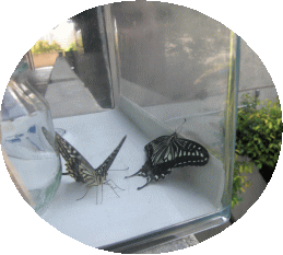 image4.gif