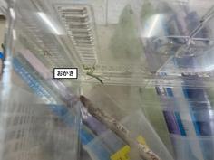 オカキ.jpg