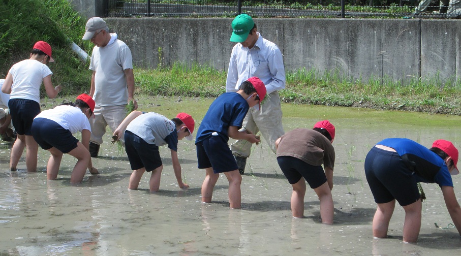 taue6.jpg