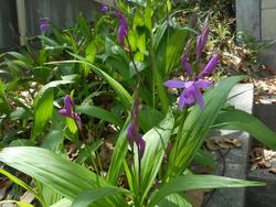 DSCN4121.JPG