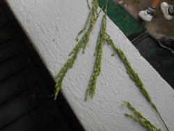 DSCN7118.JPG