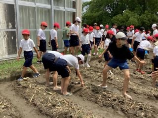 ６月１６日６年生　たまねぎ.jpg