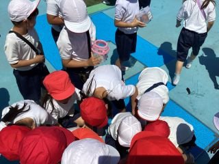 ６月５日１年生やごとり.jpg