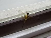 DSC08616.JPG