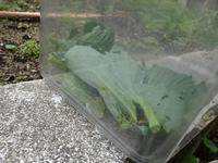 DSC08973.JPG