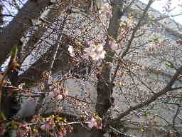 4.1桜.JPG