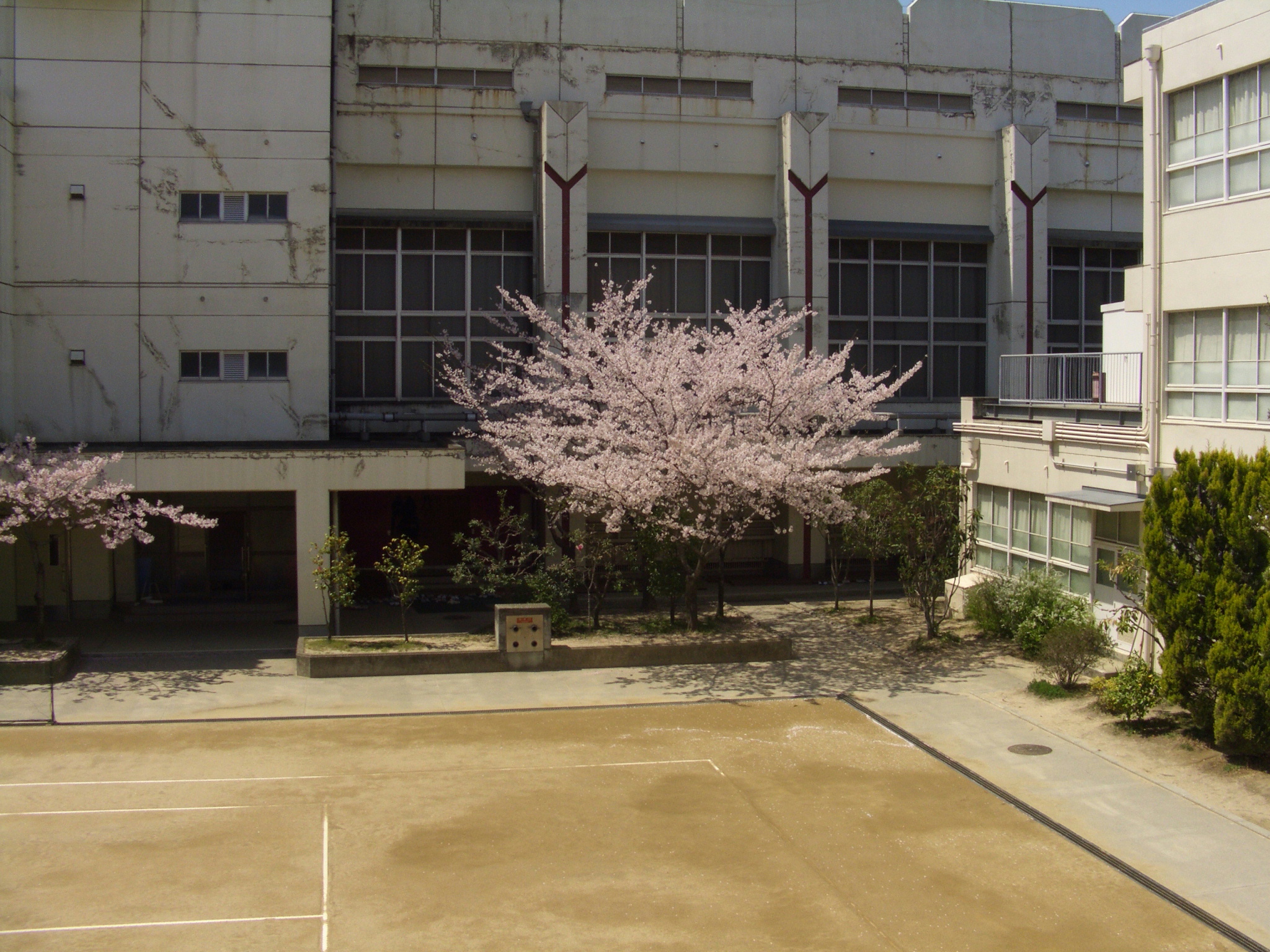 4.12校庭桜2.JPG