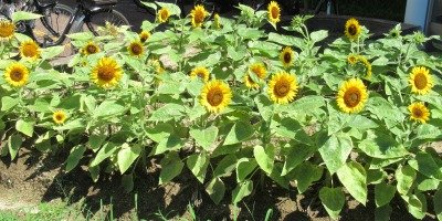IMG_8076.jpg