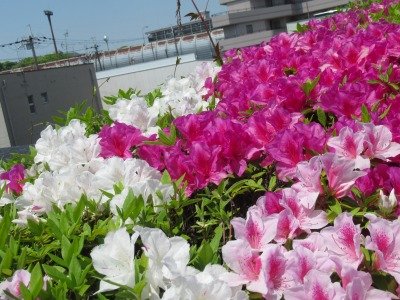 IMG_1739.jpg