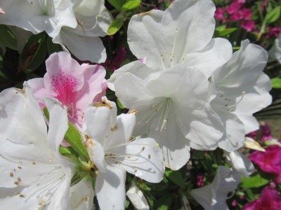 IMG_1746.jpg