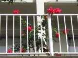 IMG_1812.jpg