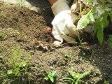 IMG_2227.jpg