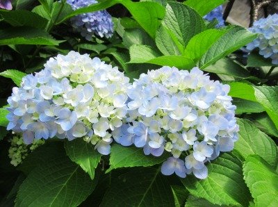 IMG_2296.jpg
