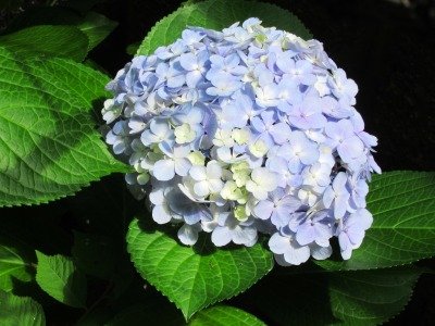 IMG_2298.jpg