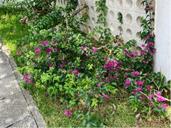 IMG_1552.jpeg