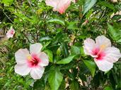 IMG_1652.jpeg