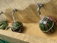 IMG_1143.jpeg