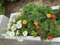 IMG_1145.jpeg