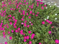 IMG_1248.jpeg